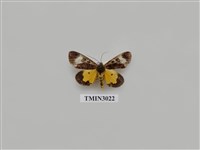 藏品(夜蛾651)的圖片